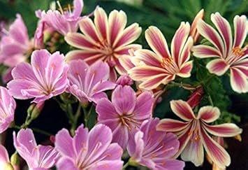Pink Cotyledon Flower seeds for Planting - Premium Quality, Heirloom & GMO Free Seeds for Home Garden
 
 Sale seeds for home garden