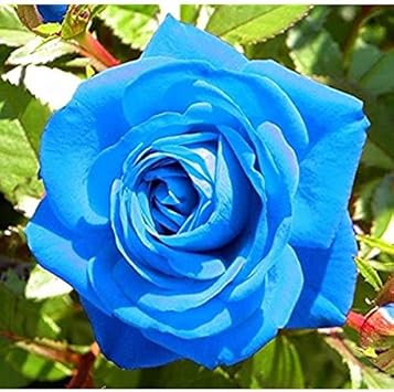 Blue Unique Rose Seeds, Heirloom Non-GMO Compact Roses for Garden Planting
 
 Sale seeds for home garden