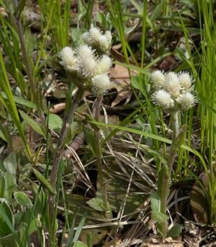 Antennaria Neglecta Seeds For Planting In Wildflower Gardens Flower