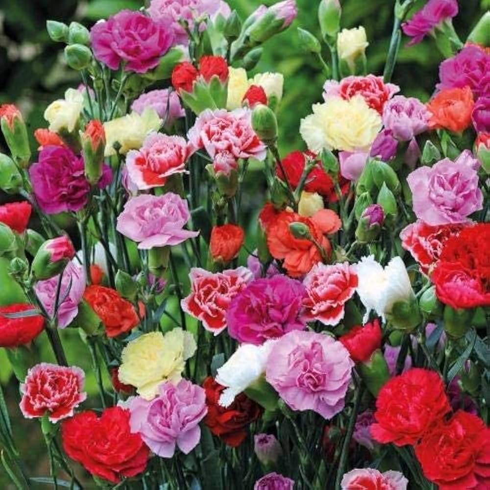 Inkarnatklee French-Italian carnation seeds for flower garden