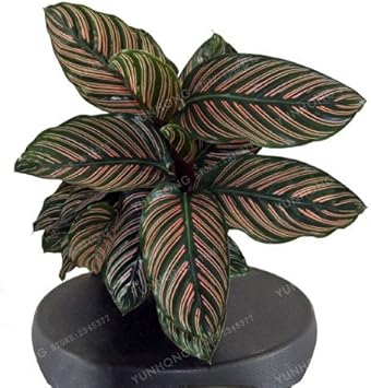 Black Calathea Plant Seeds For Planting | Exotic Indoor Garden