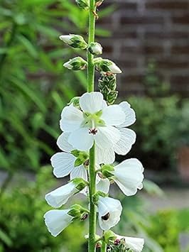 White Checkermallow Flower seeds for Planting - Long Bloom Season, Heirloom & GMO Free Seeds for Home Garden
 
 Sale for planting in home garden.