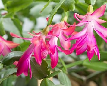 Weihnachtskaktus Flower seeds for Planting - Seasonal Bloomer, Heirloom & GMO Free Seeds for Home Garden
 
 Sale for planting in home garden.