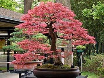 Bonsai Tree Seeds For Artistic Pink Planting