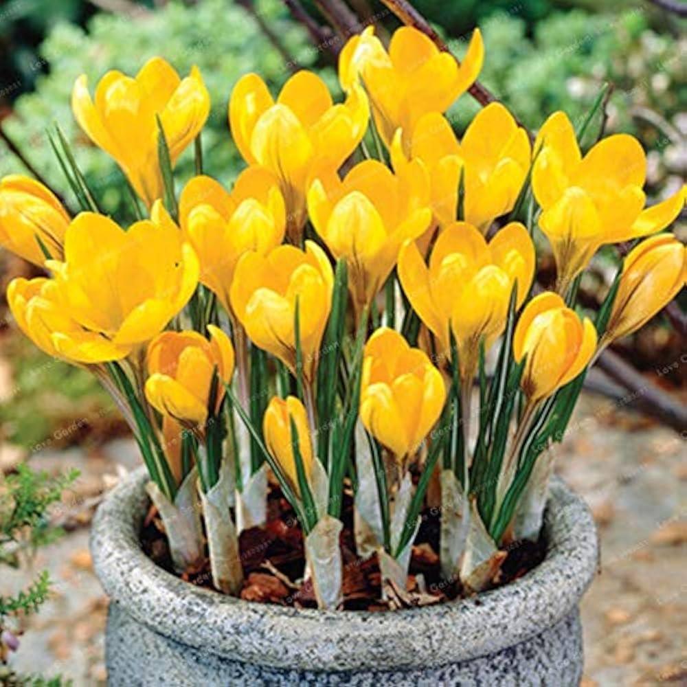 Yellow Crocus Flower seeds for Planting - Wildflower Mix, Heirloom & GMO Free Seeds for Home Garden
 
 Sale seeds for planting in home garden