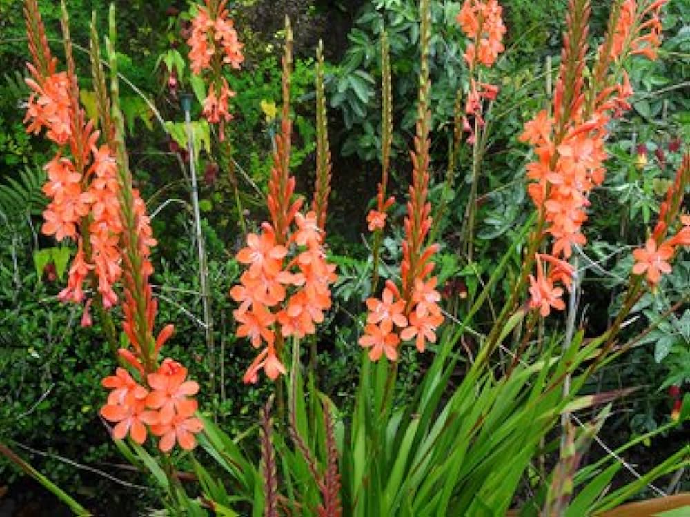 Bugle Lily Watsonia plant flower seeds