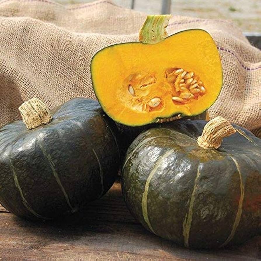 Burgess Buttercup Squash for planting in vegetable patch
