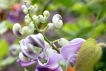 Vigna Caracalla Flower seeds for Planting - Cottage Garden Essential, Heirloom & GMO Free Seeds for Home Garden
 
 Sale seeds for home garden