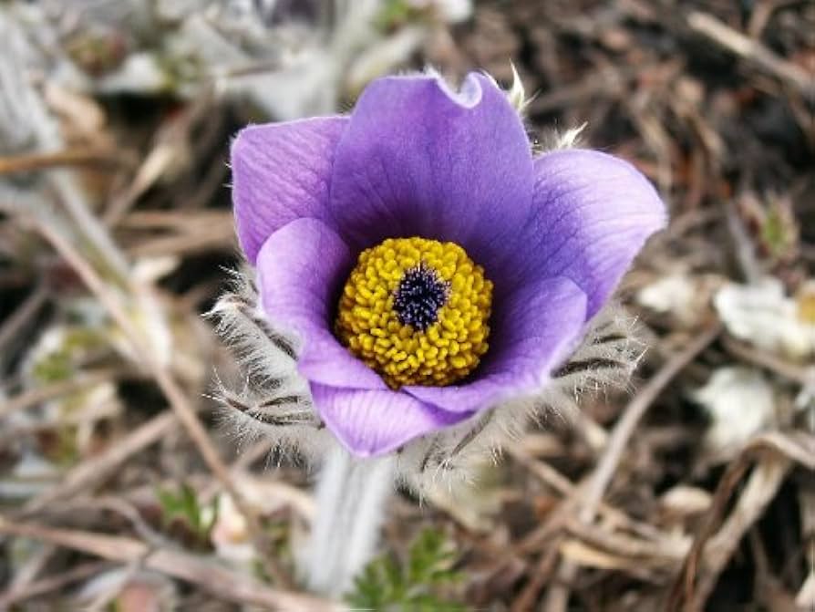 Pulsatilla Heiler Stain Pasque Perennial Flower Seeds