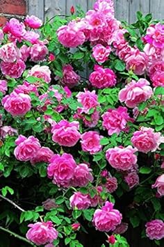 Dark Red Azalea Flower Seeds for Planting Pollinator Friendly Heirloom & GMO Free Seeds for Home Garden
 
 Sale for planting in home garden