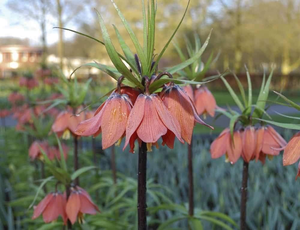 Crown Imperial Fritillaria Fritillaria imperialis for planting in flower bed