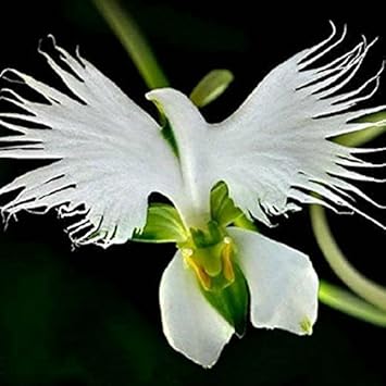 White Radiata Flower seeds for Planting Pollinator Friendly Heirloom & GMO Free Seeds for Home Garden
 
 Sale seeds for home garden planting