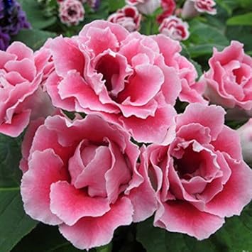 Red Pelargonium Peltatum Flower Seeds for Planting Hardy Variety Heirloom & GMO Free Seeds for Home Garden
 
 Sale for planting in home garden