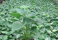 Green Homalomena Flower seeds for Planting - Garden Favorite, Heirloom & GMO Free Seeds for Home Garden
 
 Sale seeds for home garden