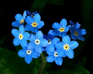Blue Myosotis Alpestris Flower seeds for Planting - Cut Flower Favorite, Heirloom & GMO Free Seeds for Home Garden
 
 Sale for planting in home garden.