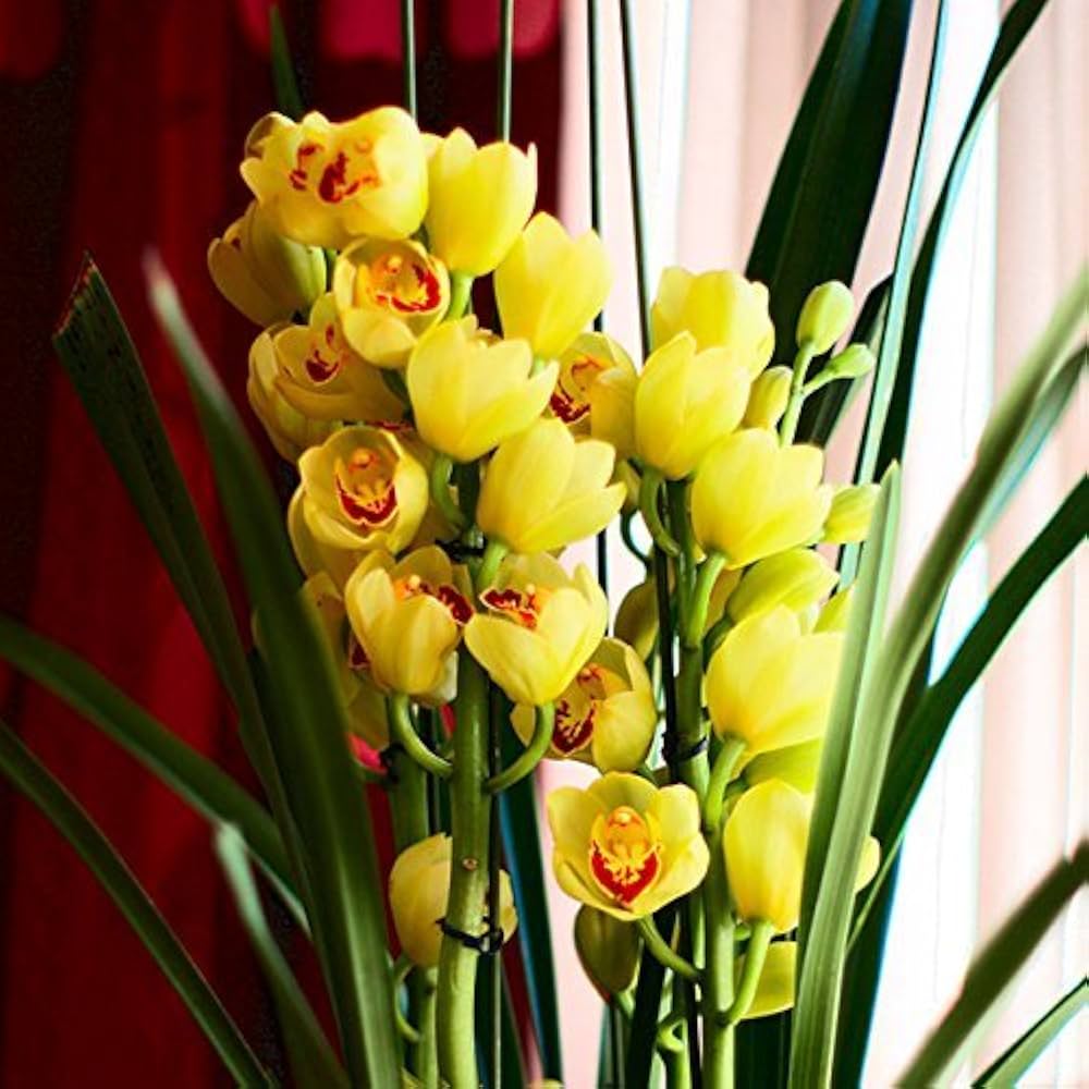 Yellow Orchid Planting Flower Seeds Yellow for Elegance