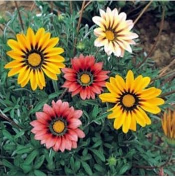 Mixed Gazania Flower seeds for Planting - Hardy Variety, Heirloom & GMO Free Seeds for Home Garden
 
 Sale seeds for home garden