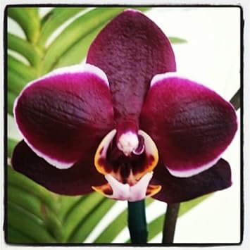 White Poinsettia Seeds for Planting Long Bloom Season Heirloom & GMO Free Seeds for Home Garden
 
 Sale for planting in home garden