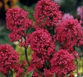 Red Jupiter Flower seeds for Planting - Cut Flower Favorite, Heirloom & GMO Free Seeds for Home Garden
 
 Sale for planting in home garden