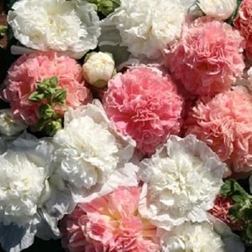 Mixed Hollyhock Double Flower seeds for Planting - Perfect for Borders, Heirloom & GMO Free Seeds for Home Garden
 
 Sale for planting in home garden