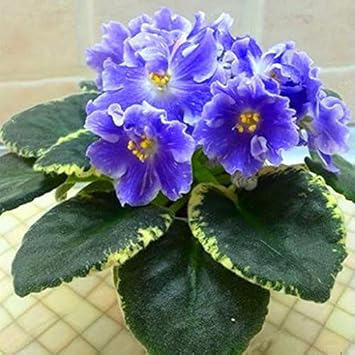 Mixed Acacia Perennial Flower Seeds for Planting Compact Growth Heirloom & GMO Free Seeds for Home Garden
 
 Sale for planting in home garden