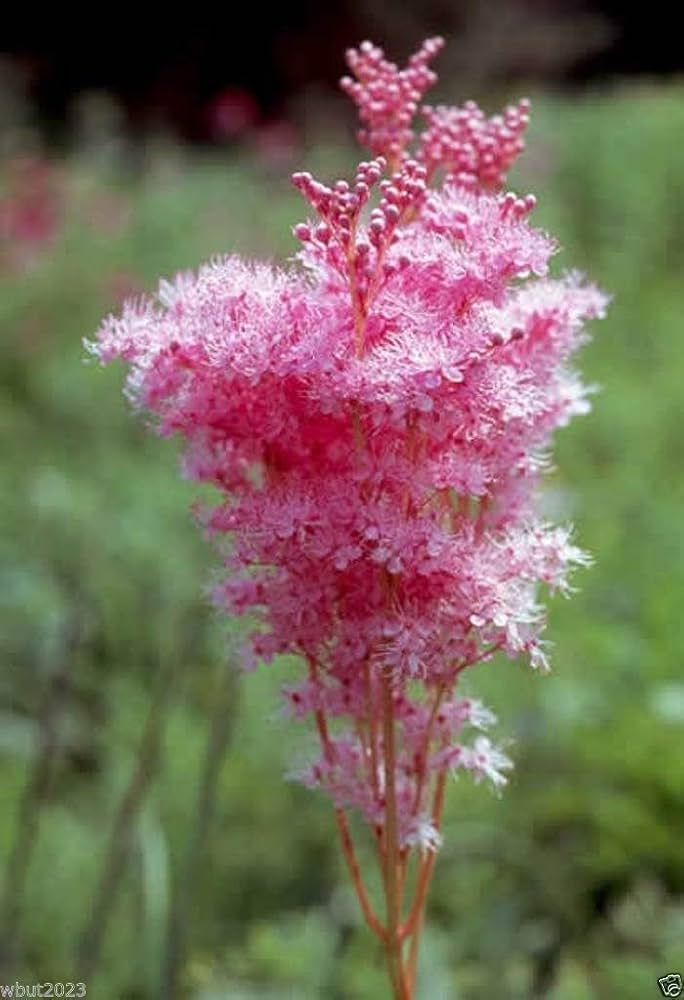 Queen of the Prairie Native Wildflower Seeds