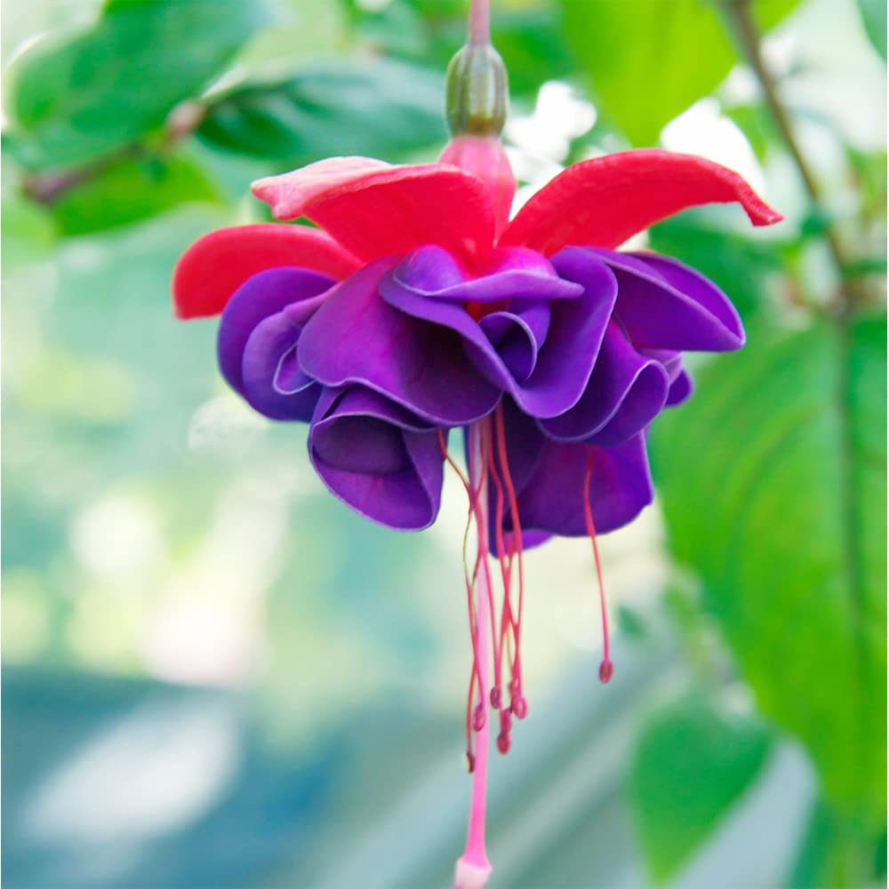 Fuchsia Flower Seeds For Planting - Stunning Purple-Red Blooms Diverse Settings