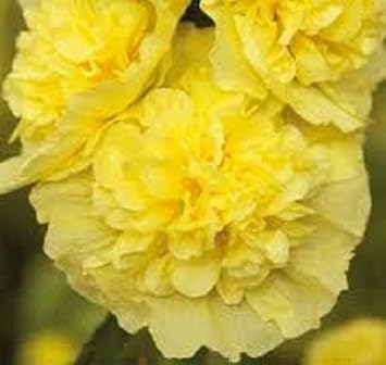 Yellow Hollyhock Flower seeds for Planting - Colorful Display, Heirloom & GMO Free Seeds for Home Garden
 
 Sale for planting in home garden