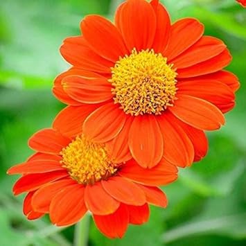 Mexican Flower seeds for Planting Seasonal Bloomer Heirloom & GMO Free Seeds for Home Garden 
 
 Sale for planting in home garden