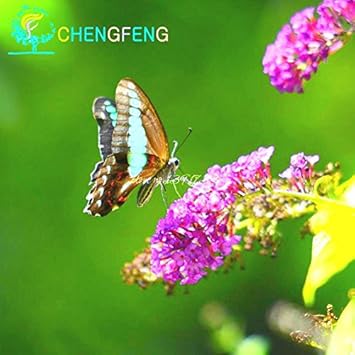 Violet Aubrieta Flower Seeds for Planting Perfect for Borders Heirloom & GMO Free Seeds for Home Garden
 
 Sale for planting in home garden