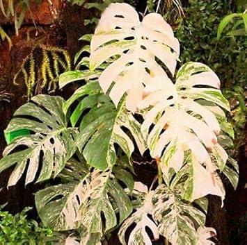 Mixed Turtle Plant Leaves Seeds for Planting - Fragrant Blossoms, Heirloom & GMO Free Seeds for Home Garden
 
 Sale seeds for home garden