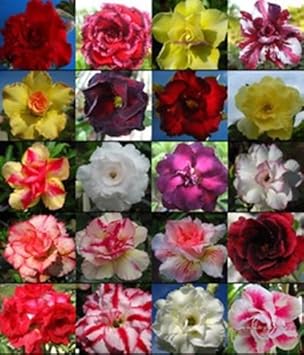 Dark Violet Starry Petunia Flower Seeds for Planting Heirloom NONGMO Seeds for Garden Blooms 
 
 Sale for planting in home garden