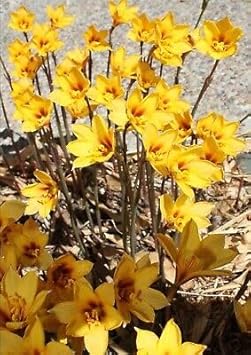 Daffodil Seeds - Pale Yellow Flowers For Easy Planting And Stunning Blooms Flower