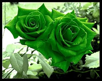 Blue Univalve Geranium Flower Seeds for Planting Premium Quality Heirloom & GMO Free Seeds for Home Garden
 
 Sale for planting in home garden