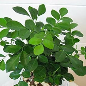 Green Murraya seeds for Planting - Vibrant Colors, Heirloom & GMO Free Seeds for Home Garden
 
 Sale seeds for home garden