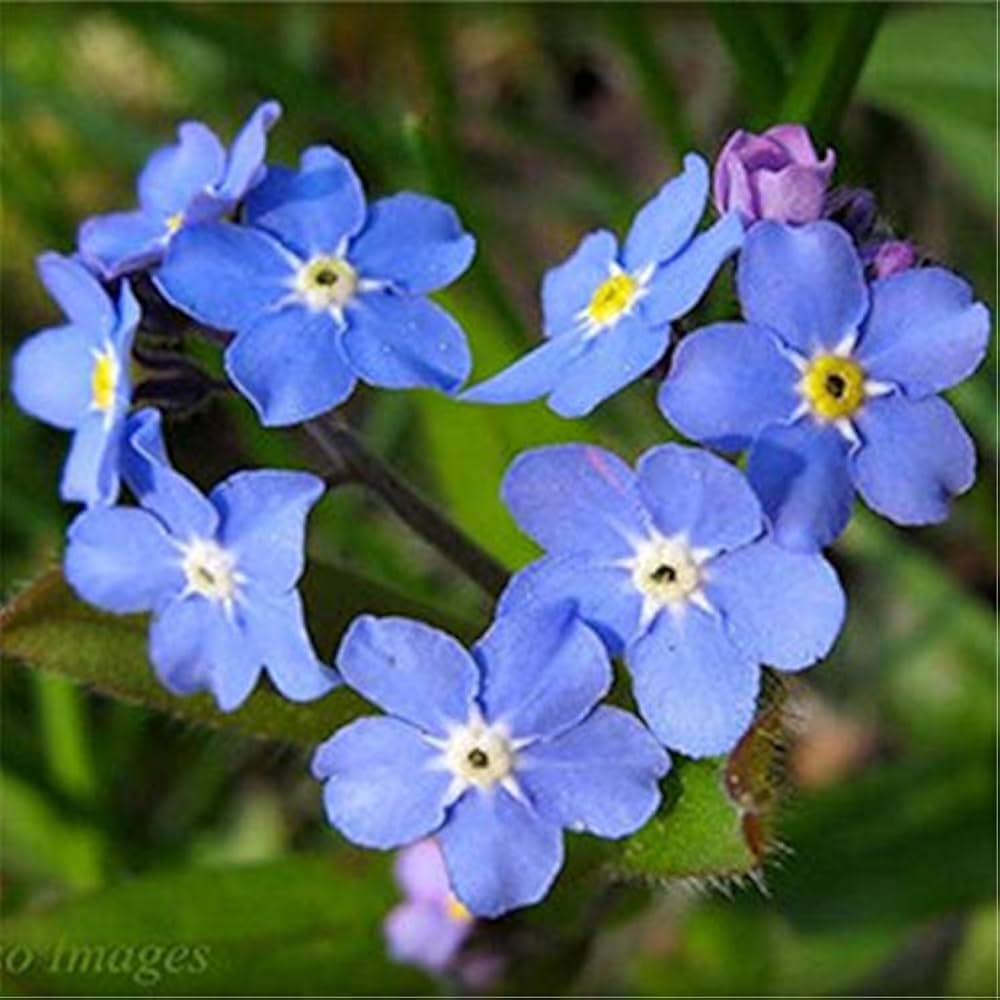 Chinese Forget-Me-Not Cynoglossum amabile for planting in flower bed