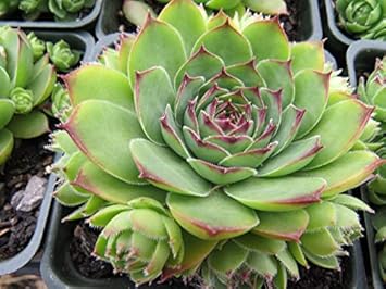 Green Chicks Sempervivum Flower seeds for Planting - Sun Loving, Heirloom & GMO Free Seeds for Home Garden
 
 Sale for planting in home garden.