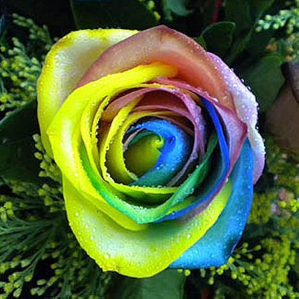 Multi-Color Rose Rosa for planting in flower bed