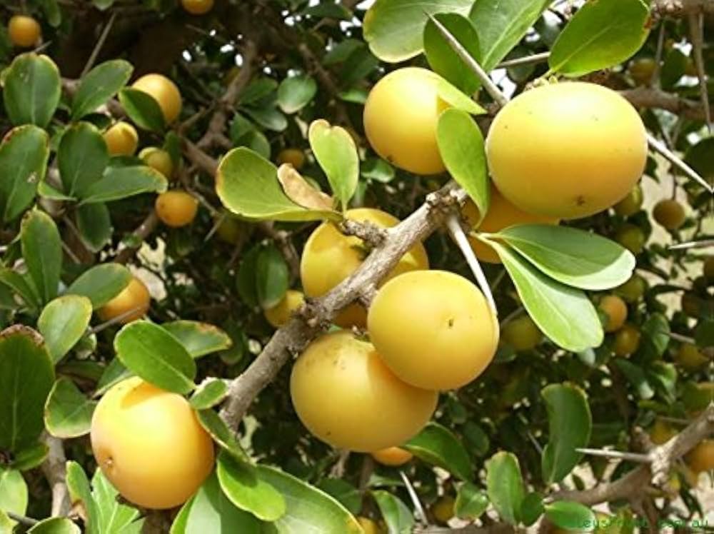 Kaffir Plum Dovyalis caffra for planting