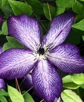 Pale Pink Climbing Perennial Rose Flower Seeds for Planting Cottage Garden Essential Heirloom & GMO Free Seeds for Home Garden
 
 Sale for planting in home garden