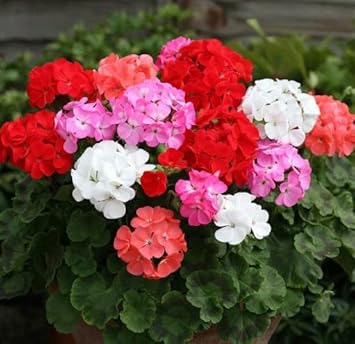 Mixed Variety Univalve Geranium Planting Seeds: Colorful Floral Beauties For Vibrant Gardens And