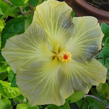 Light Grey Hibiscus Flower seeds for Planting Long Bloom Season Heirloom & GMO Free Seeds for Home Garden 
 
 Sale seeds for home garden planting