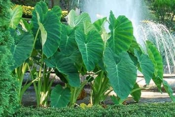 Light Pink & Yellow Rose Seeds for Planting – Heirloom NONGMO Flower Seeds – Easy to Grow Garden Roses 
 
 Sale for planting in home garden