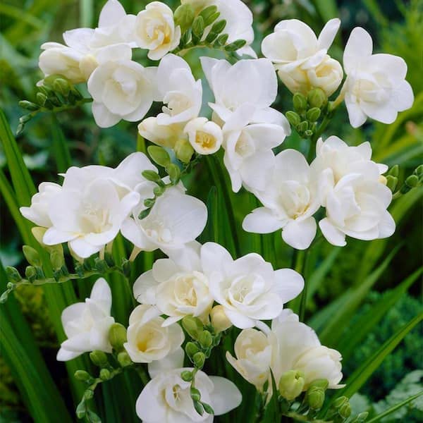 Freesia (Freesia Flower) seeds for planting in home garden