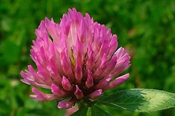 Pink Trifolium or Clover Flower seeds for Planting - Shade Tolerant, Heirloom & GMO Free Seeds for Home Garden
 
 Sale seeds for home garden
