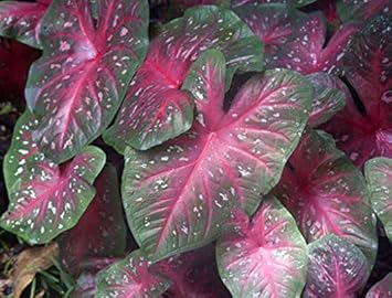 Violet Red Brassica Oleracea Flower Seeds for Planting Cut Flower Favorite Heirloom & GMO Free Seeds for Home Garden
 
 Sale for planting in home garden