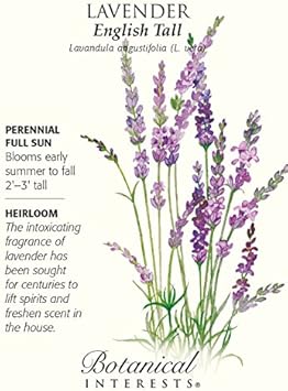 Lavender Fargo Flower seeds for Planting - Hardy Variety, Heirloom & GMO Free Seeds for Home Garden
 
 Sale for planting in home garden.