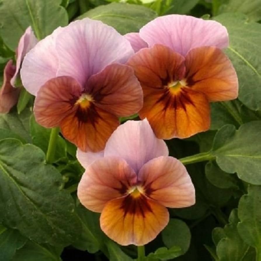 Viola Engel Lilac Glow flower seeds for beautiful lilac blooms
