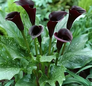 Deep Purple Calla Flower seeds for Planting - Cottage Garden Essential, Heirloom & GMO Free Seeds for Home Garden
 
 Sale for planting in home garden