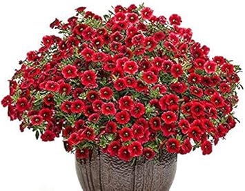 Red Calibrachoa Flower Seeds, Easy-to-Grow Heirloom Non-GMO Blooms for Hanging Baskets & Gardens
 
 Sale seeds for home garden